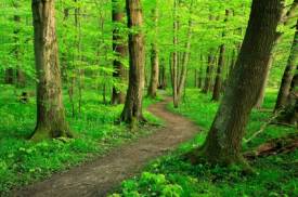a well manged wood lot produces wood for wood burning. a well manged wood lot produces wood for wood burning.