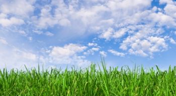 sunny-sky-and-grass