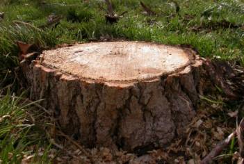 wood burning leads to tree stumps 